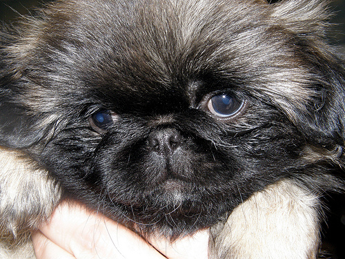 Pekingese origin best sale